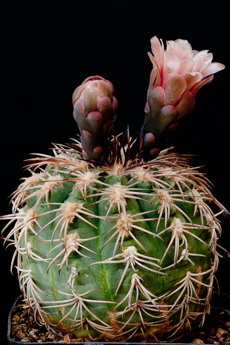 Gymnocalycium spegazzinii 